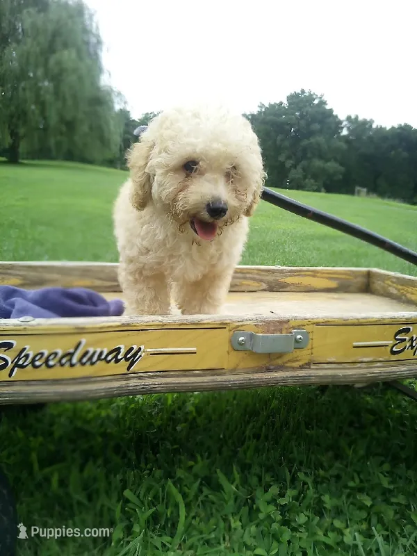 Freddy – Poodle - Miniature  puppy for sale in Wirtz, VA