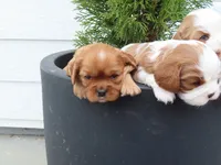 Belle, a female Cavalier King Charles Spaniel for sale in Wirtz, VA – Photo 3 of 6