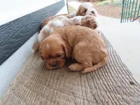 Belle, a female Cavalier King Charles Spaniel for sale in Wirtz, VA – Photo 6 of 6