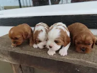 Belle, a female Cavalier King Charles Spaniel for sale in Wirtz, VA – Photo 4 of 6