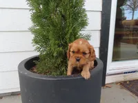 Belle, a female Cavalier King Charles Spaniel for sale in Wirtz, VA – Photo 2 of 6