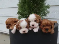 Belle, a female Cavalier King Charles Spaniel for sale in Wirtz, VA – Photo 5 of 6