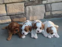 Elsa, a female Cavalier King Charles Spaniel for sale in Wirtz, VA – 3 of 4