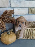 Blaze, a male Cavapoo for sale in Wirtz, VA – 5 of 6