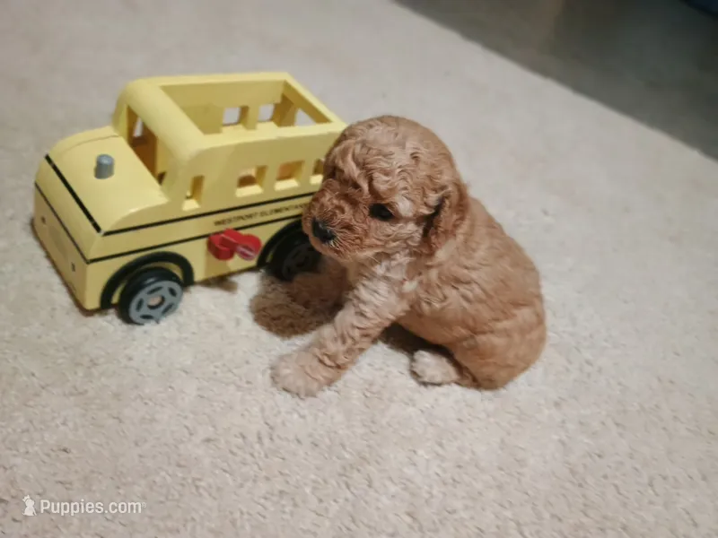 Fritz – Poodle - Miniature  puppy for sale in Wirtz, VA