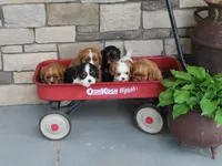 Ivory, a female Cavalier King Charles Spaniel for sale in Wirtz, VA – 2 of 5
