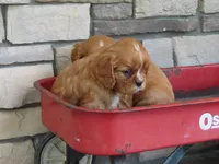 Ivory, a female Cavalier King Charles Spaniel for sale in Wirtz, VA – 4 of 5