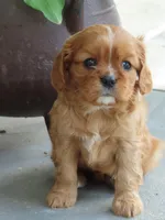 Ivory, a female Cavalier King Charles Spaniel for sale in Wirtz, VA – 1 of 5