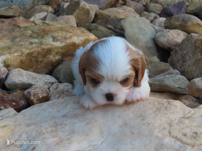 Elsa – Cavalier King Charles Spaniel puppy for sale in Wirtz, VA