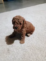 finley, a male Poodle - Miniature  for sale in Wirtz, VA – 1 of 3