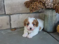 berkley, a male Cavapoo for sale in Wirtz, VA – 7 of 7