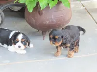 Dirk, a female Cavalier King Charles Spaniel for sale in Wirtz, VA – 6 of 7