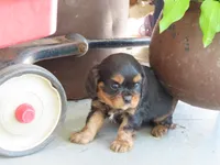 Dirk, a female Cavalier King Charles Spaniel for sale in Wirtz, VA – 3 of 7