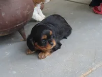 Dirk, a female Cavalier King Charles Spaniel for sale in Wirtz, VA – 4 of 7