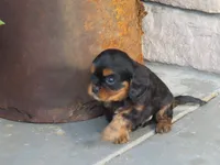 Dirk, a female Cavalier King Charles Spaniel for sale in Wirtz, VA – 7 of 7