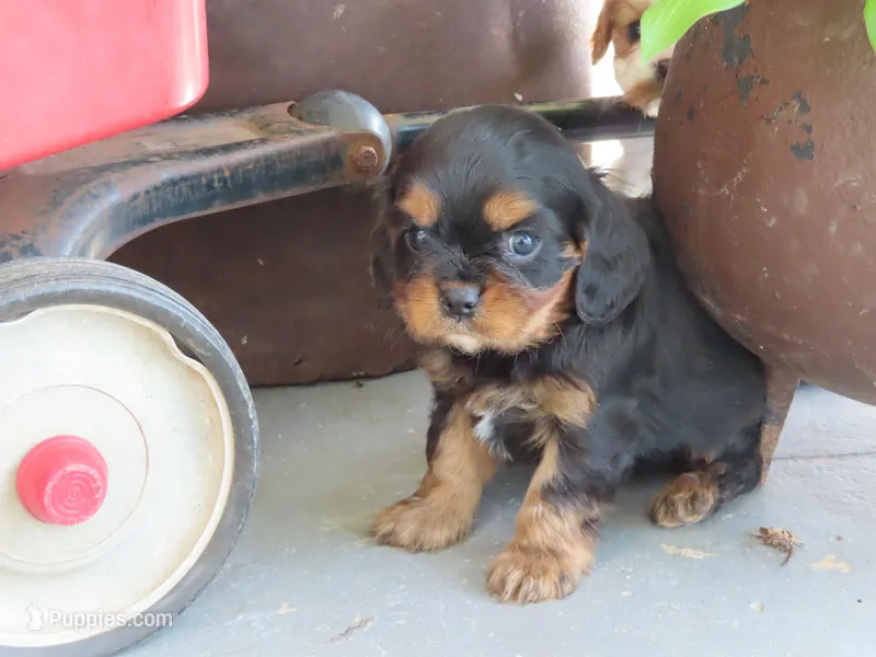 Dirk – Cavalier King Charles Spaniel puppy for sale in Wirtz, VA