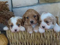 berkley, a male Cavapoo for sale in Wirtz, VA – 3 of 7