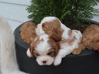 Sophie, a female Cavalier King Charles Spaniel for sale in Wirtz, VA – Photo 2 of 5