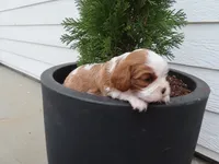 Sophie, a female Cavalier King Charles Spaniel for sale in Wirtz, VA – Photo 1 of 5