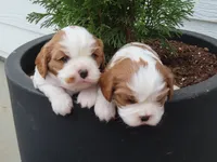 Sophie, a female Cavalier King Charles Spaniel for sale in Wirtz, VA – Photo 4 of 5