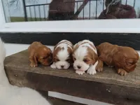 Sophie, a female Cavalier King Charles Spaniel for sale in Wirtz, VA – Photo 5 of 5