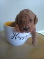 finley, a male Poodle - Miniature  for sale in Wirtz, VA – 2 of 3