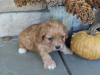 Blaze, a male Cavapoo for sale in Wirtz, VA – 3 of 6