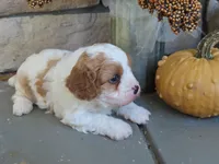 berkley, a male Cavapoo for sale in Wirtz, VA – 4 of 7