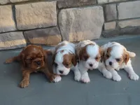 Rusty, a male Cavalier King Charles Spaniel for sale in Wirtz, VA – 4 of 4