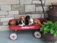 Illa, a female Cavalier King Charles Spaniel for sale in Wirtz, VA – 7 of 8