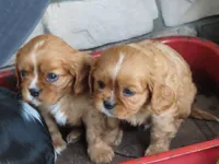Illa, a female Cavalier King Charles Spaniel for sale in Wirtz, VA – 6 of 8