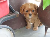 Illa, a female Cavalier King Charles Spaniel for sale in Wirtz, VA – 5 of 8