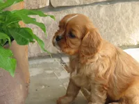 Illa, a female Cavalier King Charles Spaniel for sale in Wirtz, VA – 3 of 8