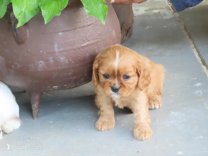 Illa – Cavalier King Charles Spaniel puppy for sale in Wirtz, VA