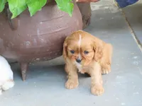 Illa, a female Cavalier King Charles Spaniel for sale in Wirtz, VA – 1 of 8