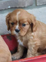 Illa, a female Cavalier King Charles Spaniel for sale in Wirtz, VA – 2 of 8