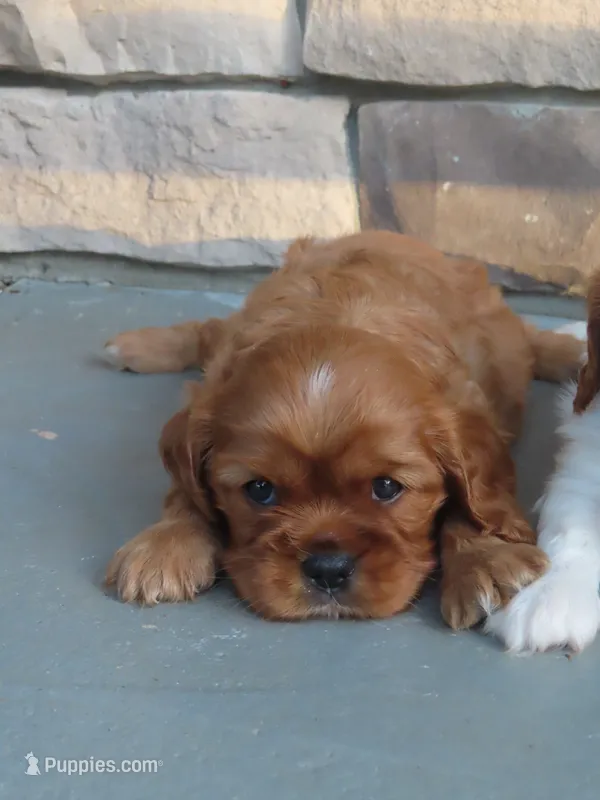 Rusty – Cavalier King Charles Spaniel puppy for sale in Wirtz, VA