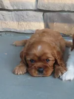 Rusty, a male Cavalier King Charles Spaniel for sale in Wirtz, VA – 1 of 4
