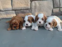 Rusty, a male Cavalier King Charles Spaniel for sale in Wirtz, VA – 2 of 4