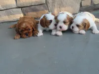Elsa, a female Cavalier King Charles Spaniel for sale in Wirtz, VA – 4 of 4