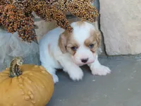 Willow, a female Cavapoo for sale in Wirtz, VA – 6 of 6