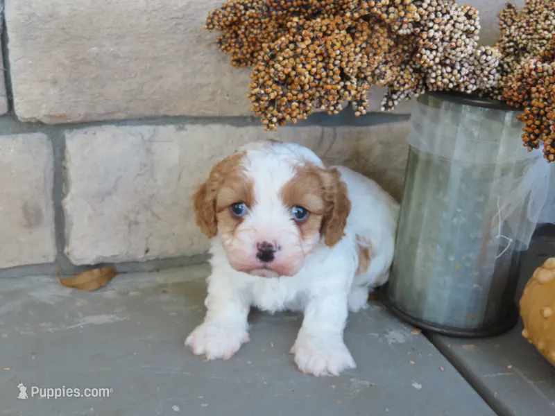 berkley – Cavapoo puppy for sale in Wirtz, VA