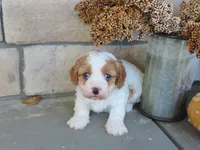 berkley, a male Cavapoo for sale in Wirtz, VA – 1 of 7