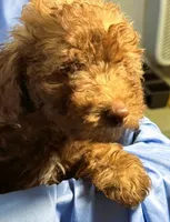 LightChocolate, a male Shih Tzu and Poodle - Miniature  for sale in Beresford, SD – 8 of 8