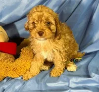 Cavapoo, a male Cavapoo for sale in Beresford, SD – 5 of 8