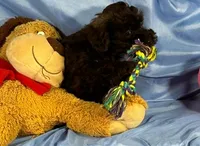 BlackWhiteStar, a female Shih Tzu and Poodle - Miniature  for sale in Beresford, SD – 2 of 5