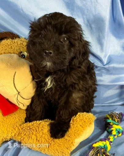 BlackWhiteStar, a female Shih Tzu and Poodle - Miniature  for sale in Beresford, SD – 1 of 5