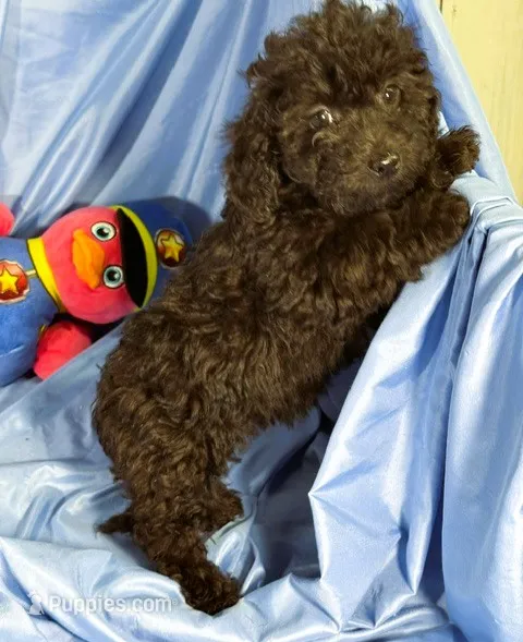 DarkChocolate, a male Shih Tzu and Poodle - Miniature  for sale in Beresford, SD – 1 of 8