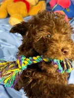DarkChocolate, a male Shih Tzu and Poodle - Miniature  for sale in Beresford, SD – 7 of 8
