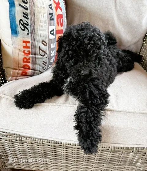 Black – Bichon Frise, Shih Tzu puppy for sale in Beresford, SD